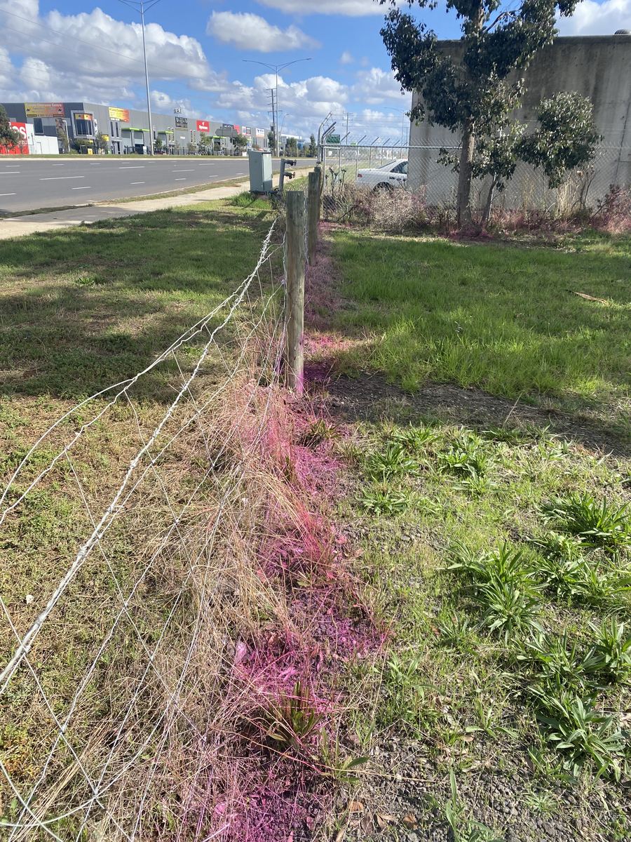 Fence-line spraying — Dye-marked so you can see coverage | EcoScape Gardens