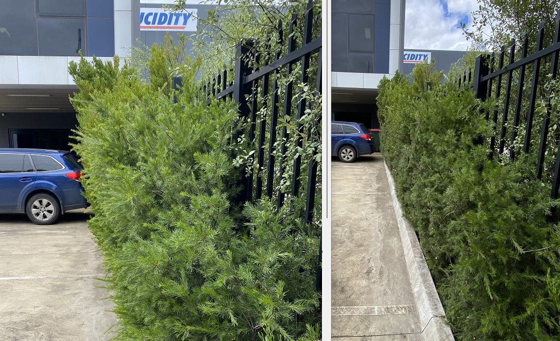 Driveway boundary hedge — Reshaped & clear of the drive | EcoScape Gardens
