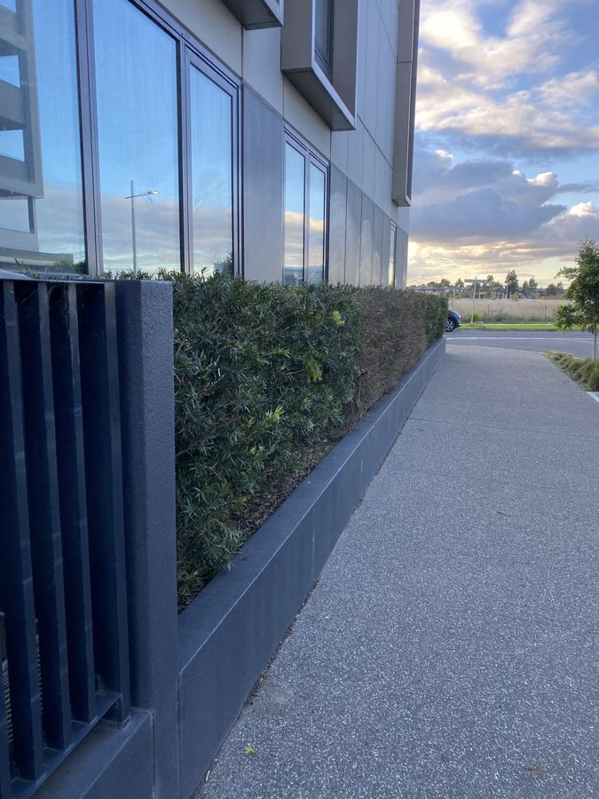 Ground-floor planter hedge — Trimmed level along the walkway | EcoScape Gardens
