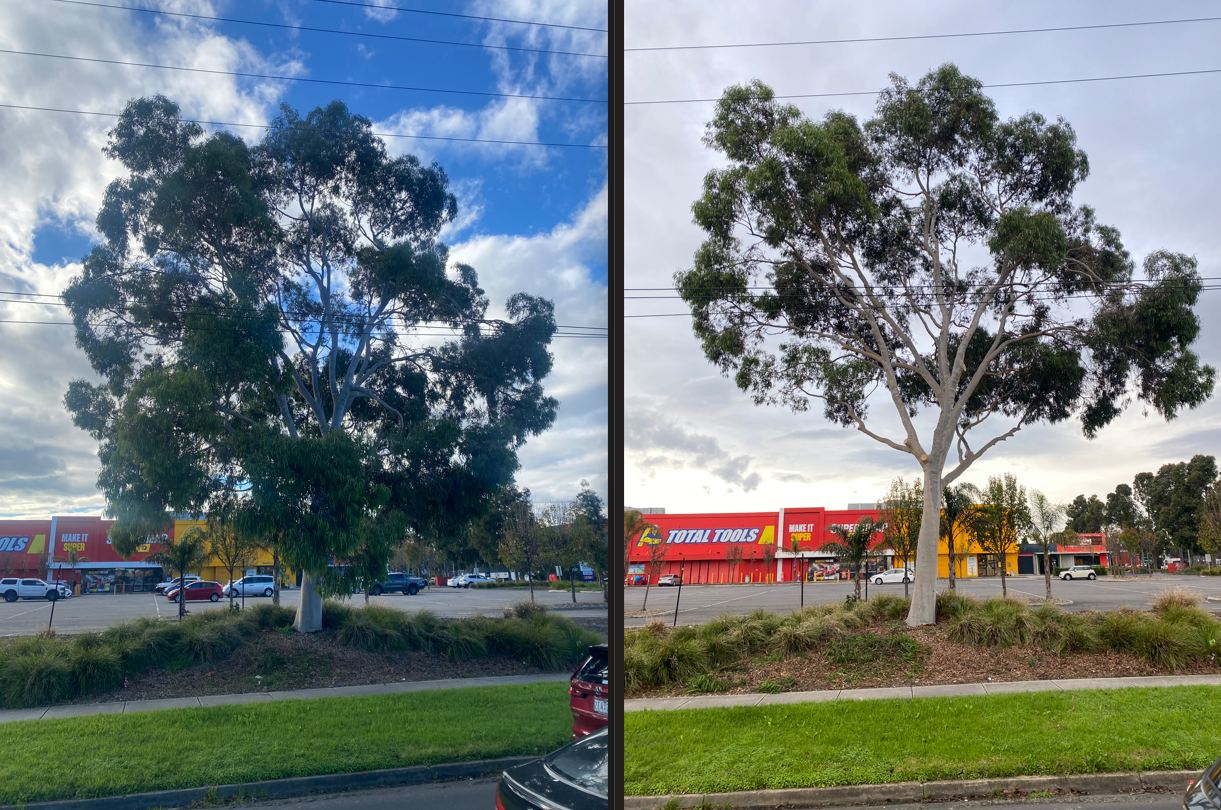 Large gum tree crown reduction — retail precinct car park | EcoScape Gardens